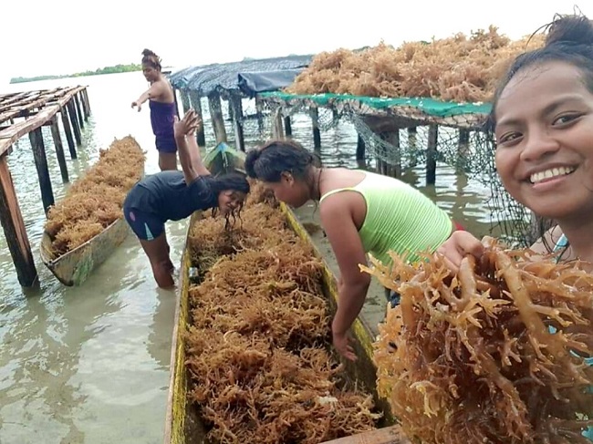 Teue Sito displaying the Seaweed before maintance at their Farm in Wagina 1 1024x768